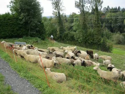 Schafzucht Bernd Bechter Schwarzach. Lammfell und Lammfleisch, Schaf Produkte