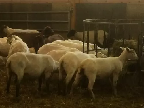Schafzucht Bernd Bechter Schwarzach. Lammfell und Lammfleisch, Schaf Produkte