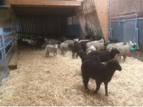Schafzucht Bernd Bechter Schwarzach. Lammfell und Lammfleisch, Schaf Produkte